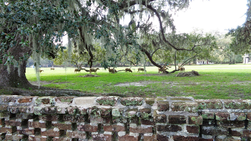 sheep and wall