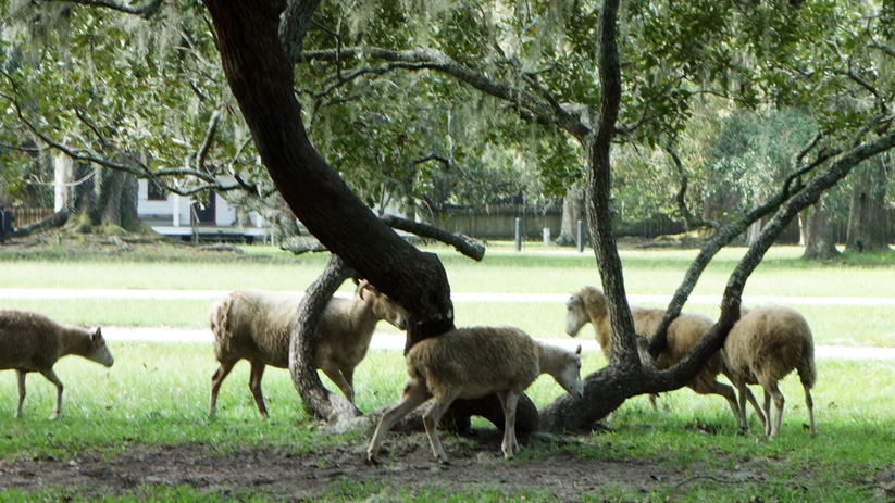 sheep close-up