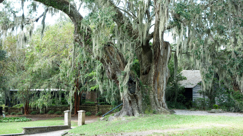 large oak