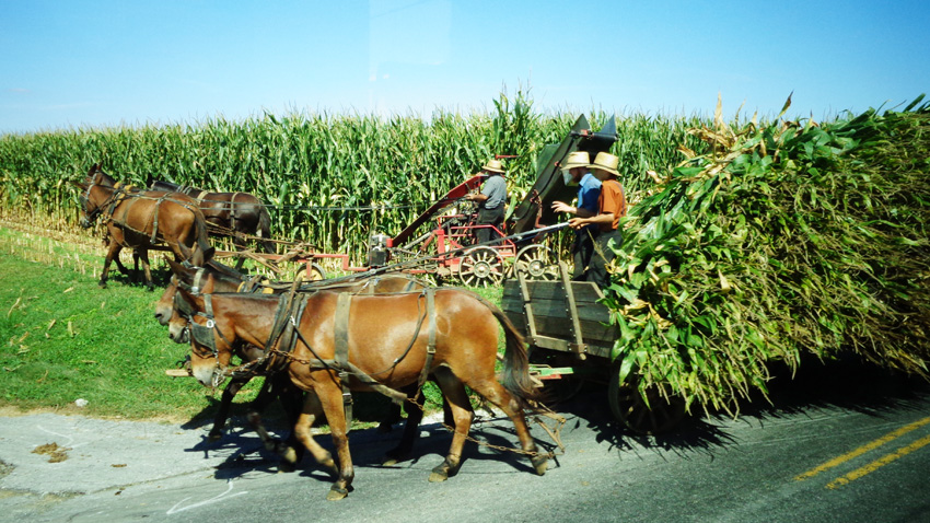 harvesting corn